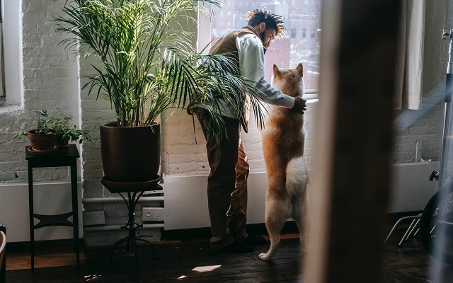 pet friendly